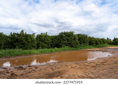 A puddle in orchards in Emek Hefer, Israel - Shutterstock ID 2277471919