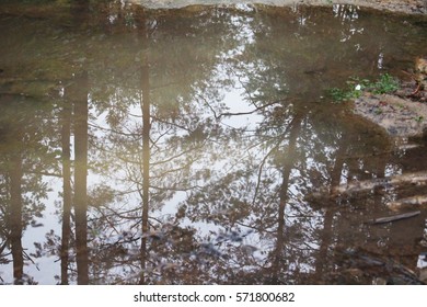 Puddle reflection