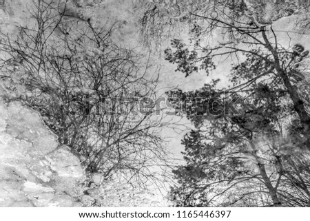 Similar – Image, Stock Photo tree cathedral Environment