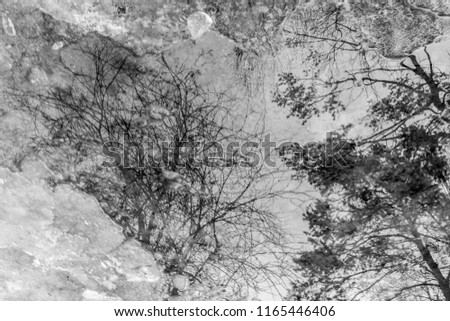 tree cathedral Environment