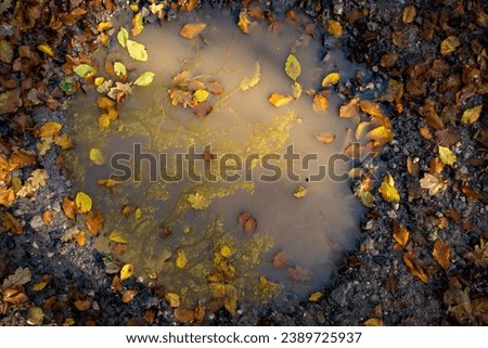 puddle reflection of a tree with autumnal fallen leaves of colour taken in a forest in england