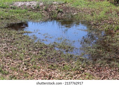 Puddle Of Standing Water In Grassy Area