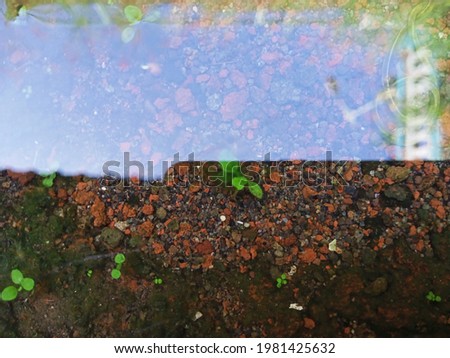 Similar – Image, Stock Photo interference field Creeper