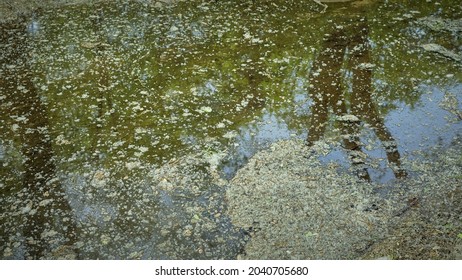 Puddle Of Water With Floating Pollen