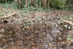 A Puddle Of Water On A Saturated Woodland Floor During A Particularly Wet Winter