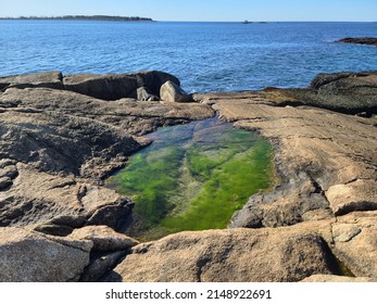 A puddle of water within a large rock that is full of green sludge.