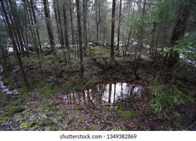 Puddle in the woods