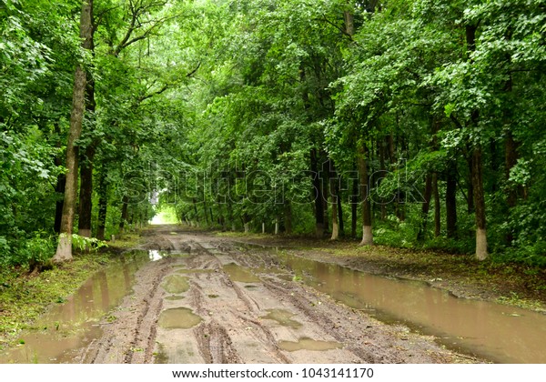 The puddles\
and the mud on the wood path in Ukraine makes it a pathless off\
road appropriate for adventure truck\
race