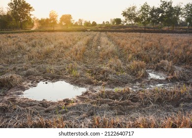 Puddles in the rice fields at sunset after the harvest