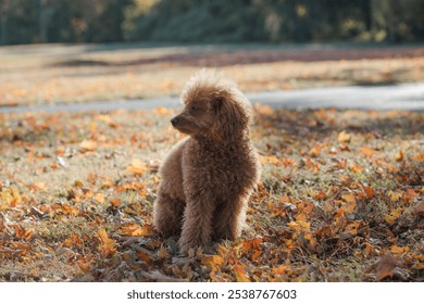 Pudel dog in autumn park - Powered by Shutterstock