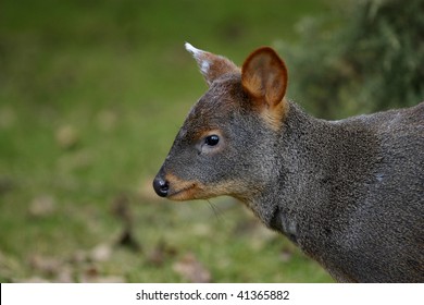 Pudu