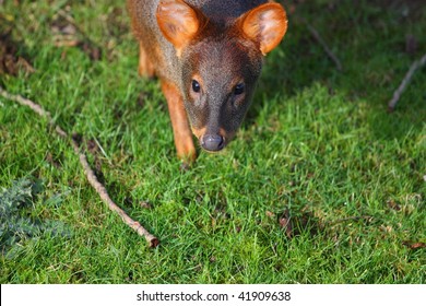 Pudu Deer