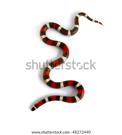 Pueblan milk snake or Campbell's milk snake, Lampropeltis triangulum campbelli, slithering against white background