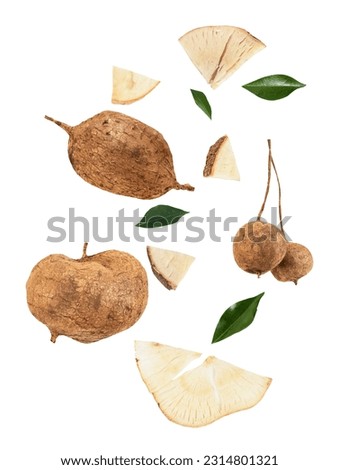 Pueraria mirifica isolated on white with clipping path.top view.