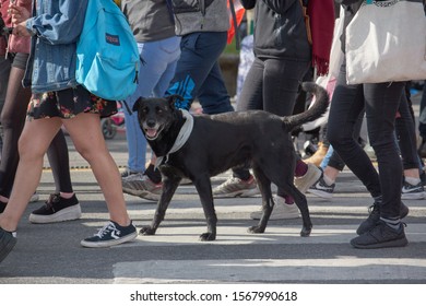 Puerto Montt, Chile; November 22, 2019. Black Cop-killer Dog As A Protest Sign. Chilean People In A Massive Protest At Puerto Montt.