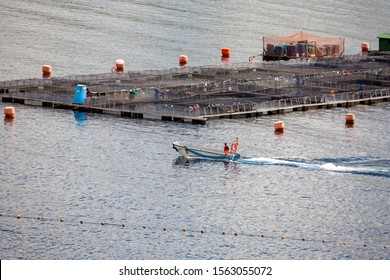 Puerto Octay. Chile. 11.17.05. Commercial Fish Farm Near Puerto Octay Located On The North Shore Of Llanquihue Lake In Los Lagos Region In The South Of Chile, South America.