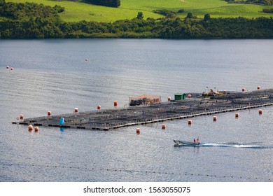 Puerto Octay. Chile. 11.17.05. Commercial Fish Farm Near Puerto Octay Located On The North Shore Of Llanquihue Lake In Los Lagos Region In The South Of Chile, South America.