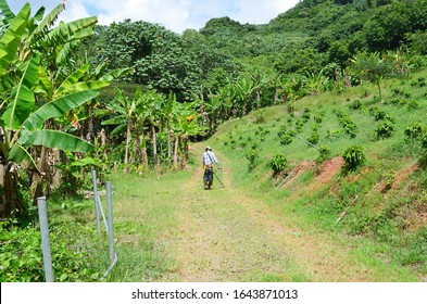 Puerto Rican Farmer Using Organic Weed Killer. Trimming Weeds On A Coffee Farm In Puerto Rico. Mountainside Coffee Trees And Plantain Trees. Beautiful Summer Day Outside On A Tropical Island Farm