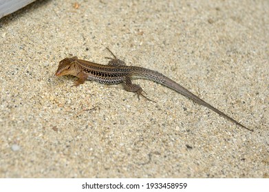 The Puerto Rican Ground Lizard or Common Puerto Rican Ameiva (Ameiva exsul) is a species of lizard in the whiptail family. Cooper Island, British Virgin Islands