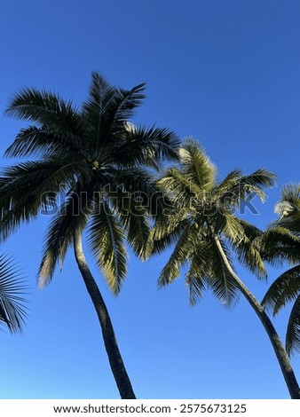 A Puerto Rican palm tree 