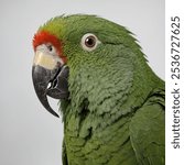 The *Puerto Rican Parrot, also known as the *Puerto Rican Amazon*, is a vibrant, green-feathered parrot native to Puerto Rico. by a striking red forehead and white-r