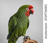 The Puerto Rican parrot, also known as the Amazona vittata, is a small, vibrant parrot endemic to Puerto Rico. 