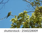 Puerto Rican parrot in native tree