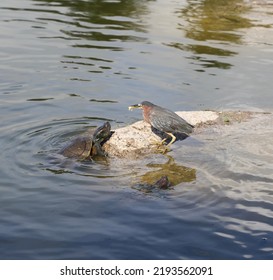 A Puerto Rican Slider Freshwater Turtle Approaches A Green Heron Perched On A Rock With Food On Its Beak