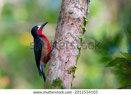 Puerto Rican Wood Pecker on a tree with selective focus on the bird