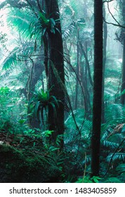 Puerto Rico, El Yunque National Forest, Tropical Rainforest And Mist