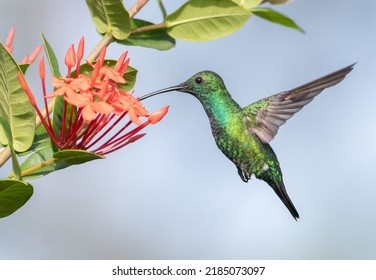 The Puerto Rico Endemic Green Mango On Flight Getting Nectar From Ixora Red Flowers 