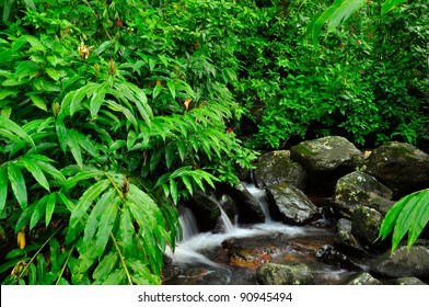 Puerto Rico Rain Forest