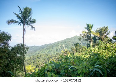 Puerto Rico Rain Forest El Yunque