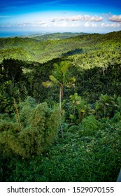 Puerto Rico Rain Forest El Yunque