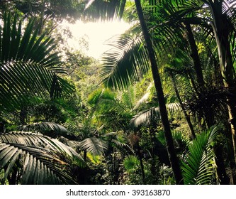 Puerto Rico Rainforest