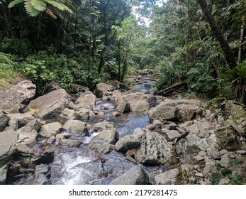 Puerto Rico Rainforest In April