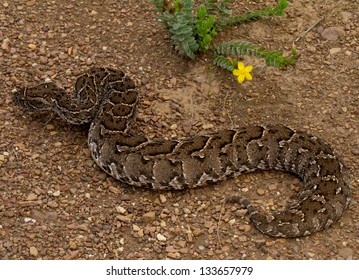 Puff Adder