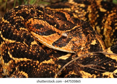 Cottonmouth Water Moccasin Snake Poisonous Stock Photo 1741674845 ...