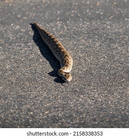 Puff Adder On The Road