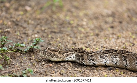 Puff Adder Very Well Camouflaged