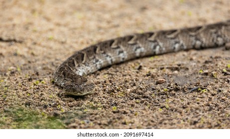 Puff Adder Very Well Camouflaged