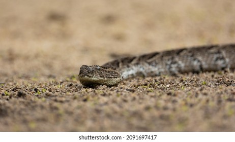 Puff Adder Very Well Camouflaged