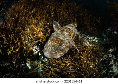 Puffadder Shyshark, Kelp Forest, Cape Town, South Africa