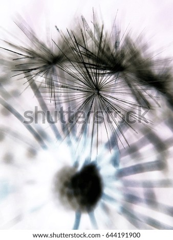 Similar – Image, Stock Photo FluffyWet II Soft Cuddly