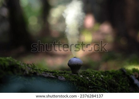 Puffball fungus (Lycoperdon perlatum) in dark forest. Mushroom spores reproduction explosion