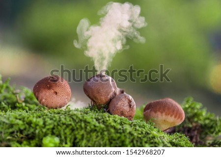 Puffball fungus (Lycoperdon perlatum) spores reproduction smoke mushroom