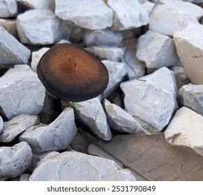 Puffball mushroom on the forest floor in the shade between brown pine needles and pebbles - Powered by Shutterstock