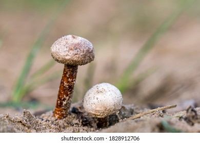 Puffbals On Soft Background, Stalked Puffballs (Tulostoma Fimbriatum Fr.)