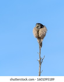 Puffed Northern Hawk Owl Perched On Top Of The Snag And Sleeping In Winter