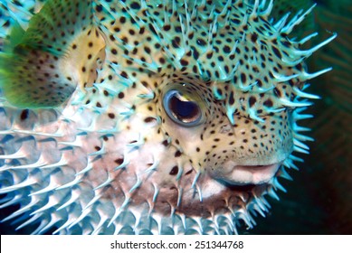 Puffed Porcupine Fish